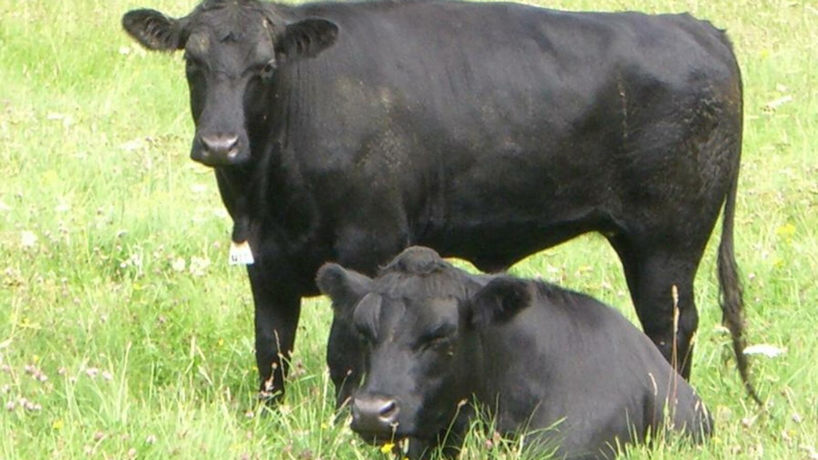 rossa.group, glavarb.ru