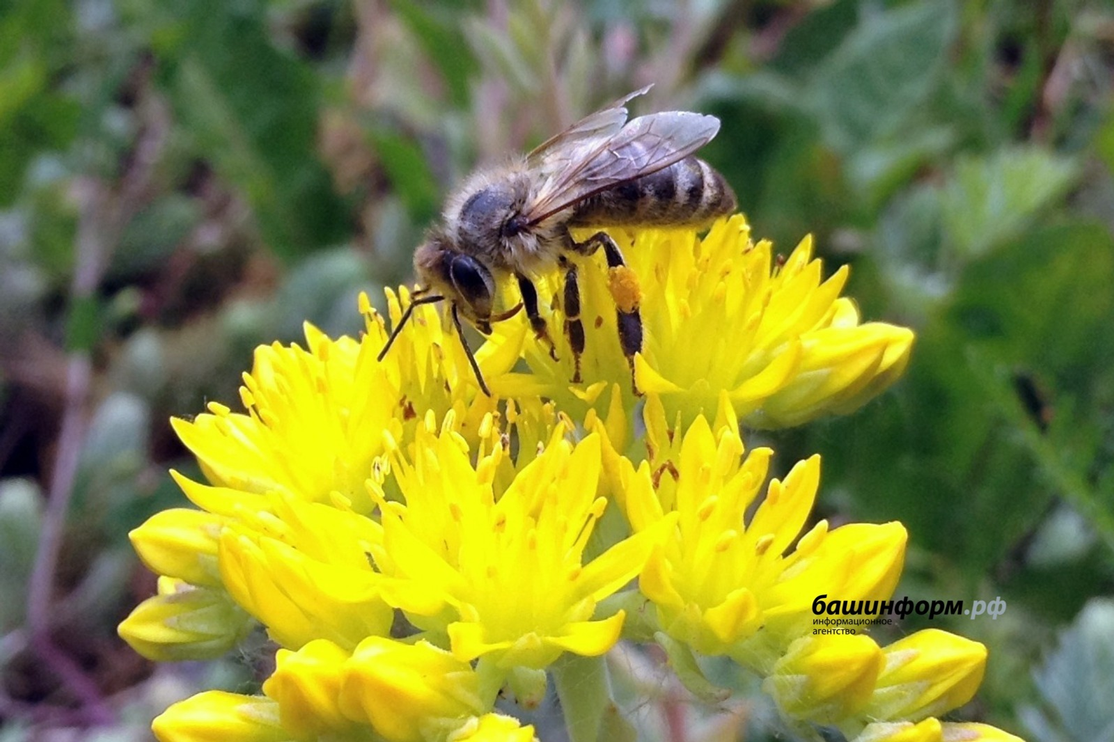 «Башинформ» мәғлүмәт агентлығы