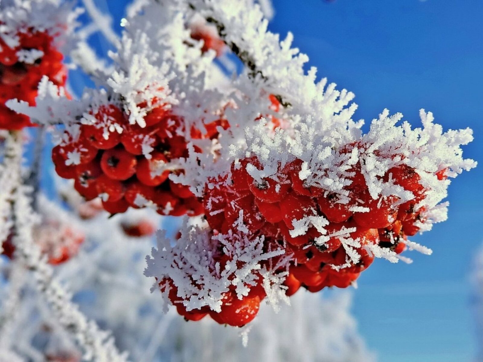 Пестрый снег. Зимние цветы. Рябина в снегу. Зимние ягоды. Цветы в снегу.