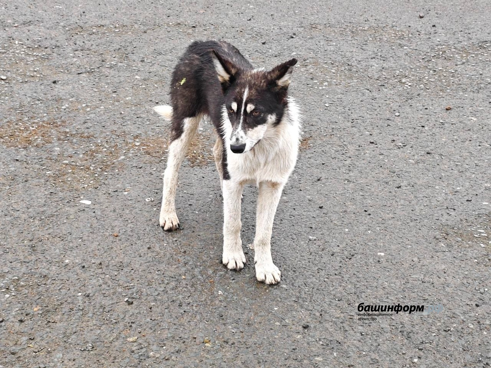 Роман Якимчук архив  ИА «Башинформ»