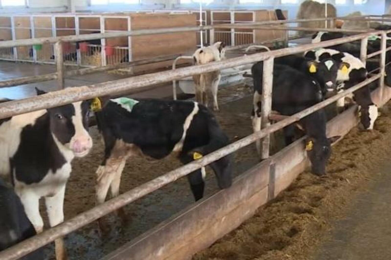 agro365.ru