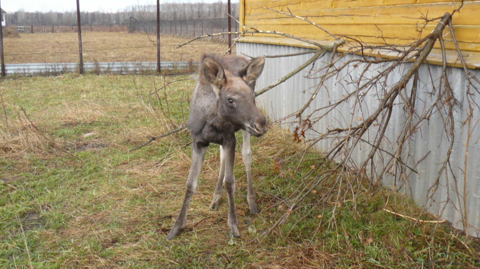Лилия Нуретдинова