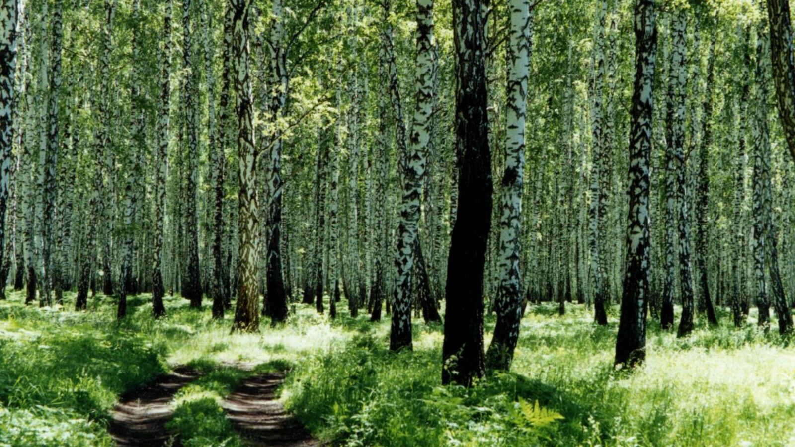 Андрей Старостин