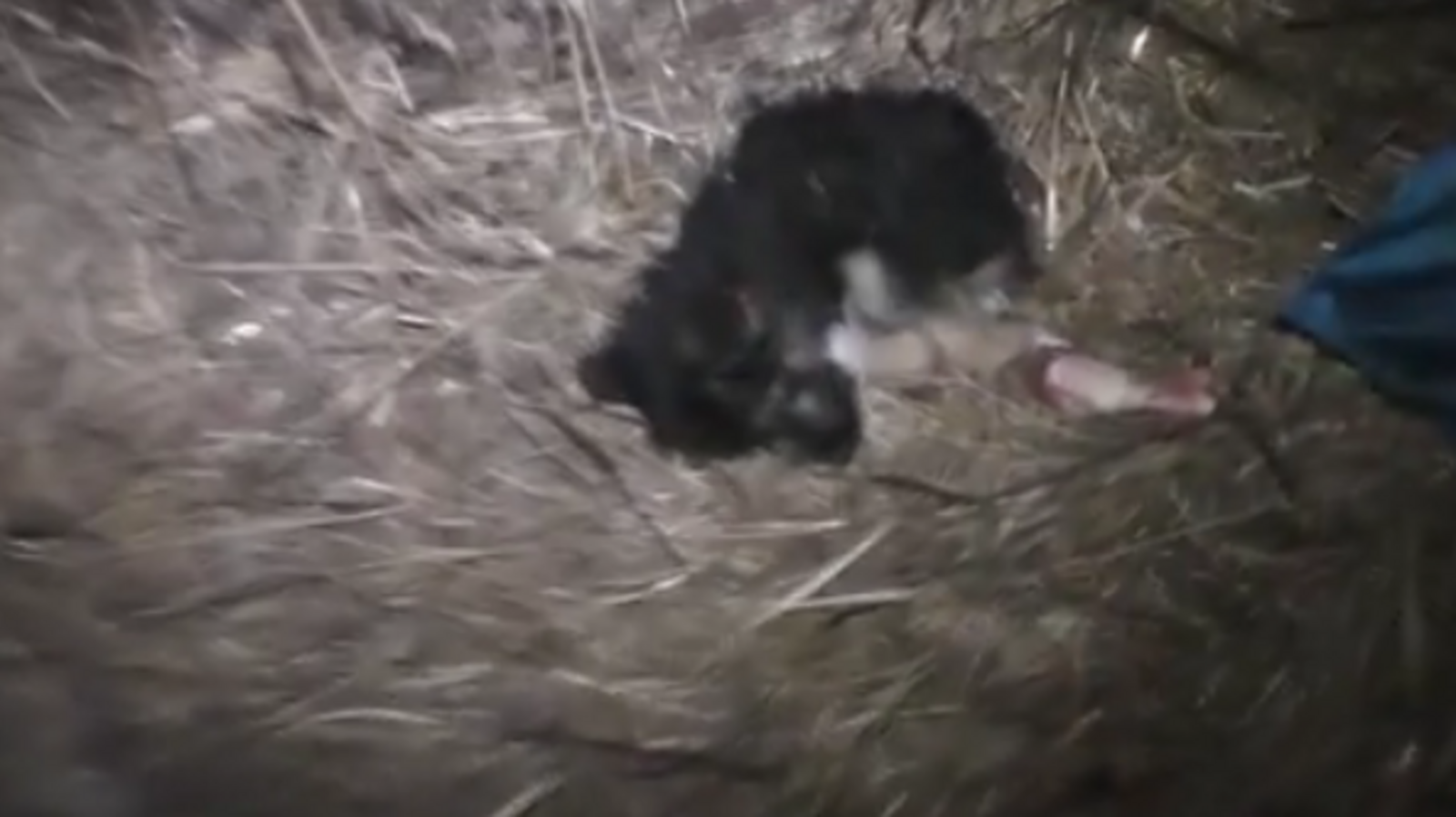 скриншот видео