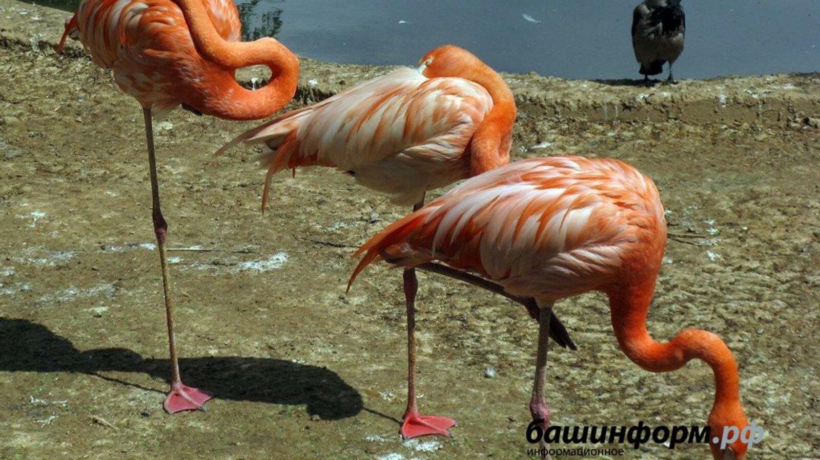 ИА «Башинформ»