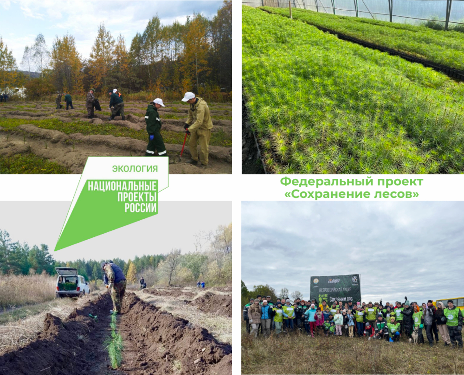 В Башкортостане лесовосстановление в рамках нацпроекта "Экология" проведено на площади 15,7 тыс. га