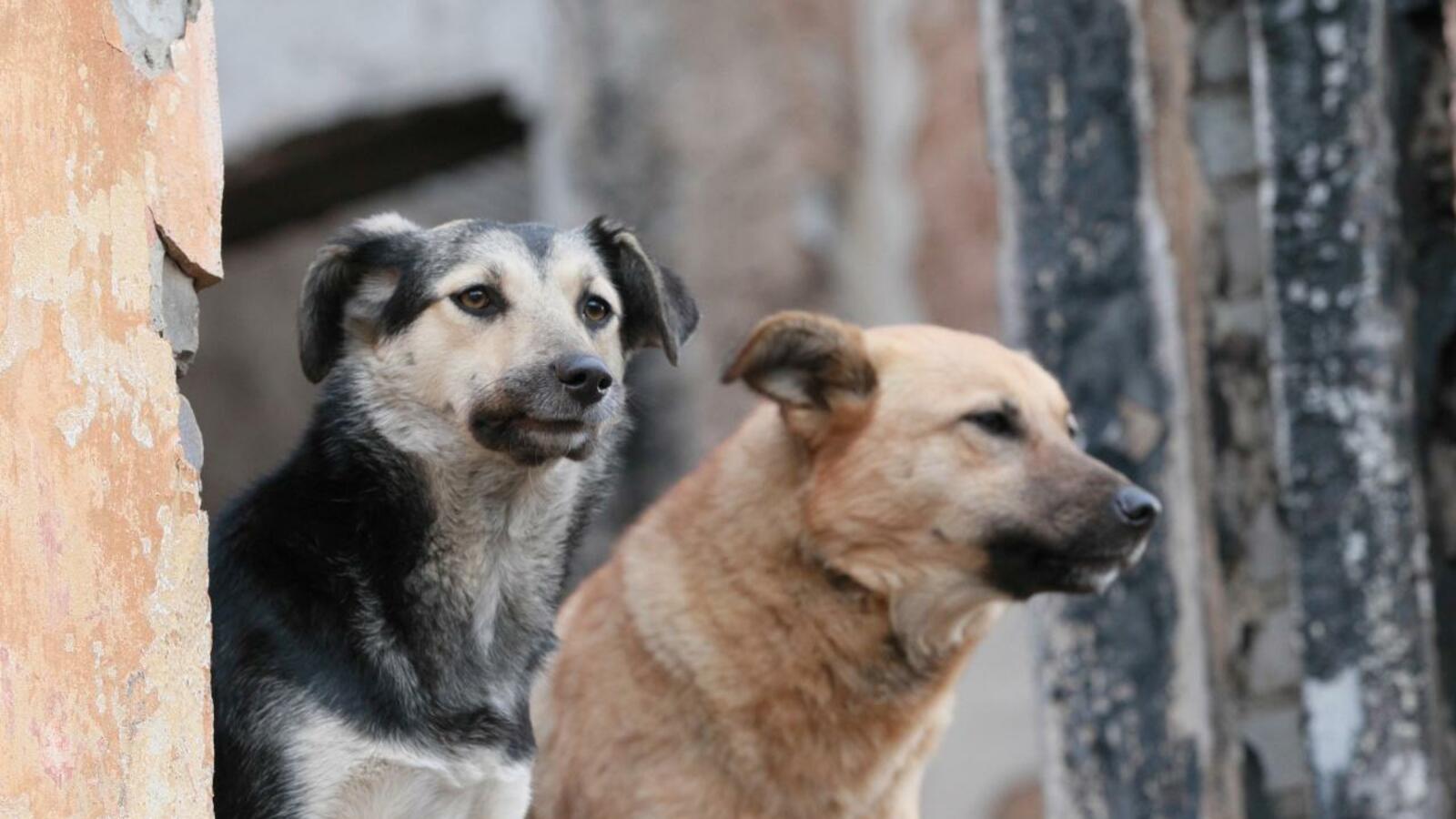 ИА «Башинформ»