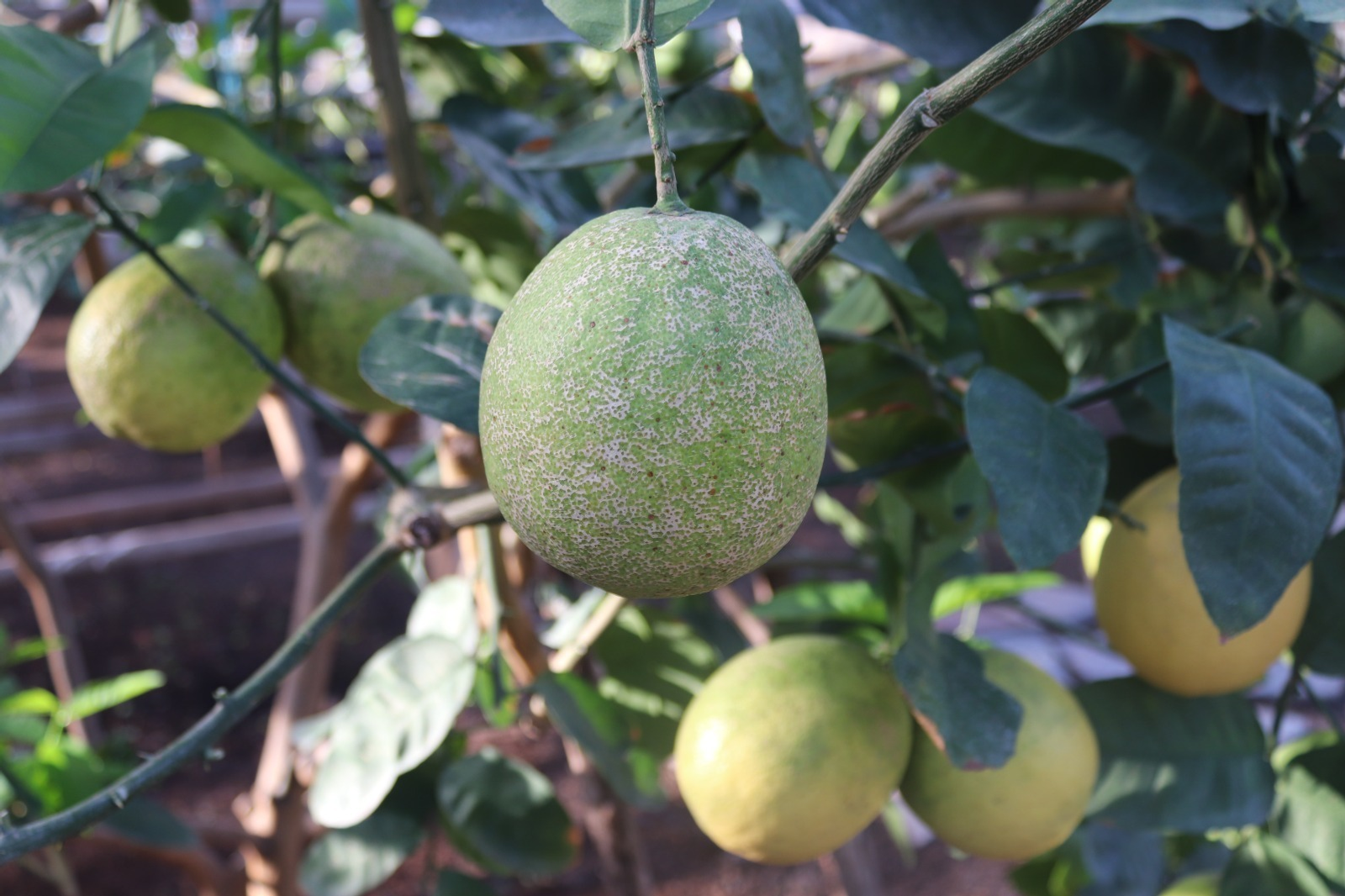 Өфө ҡалаһы хакимиәтенең матбуғат хеҙмәте