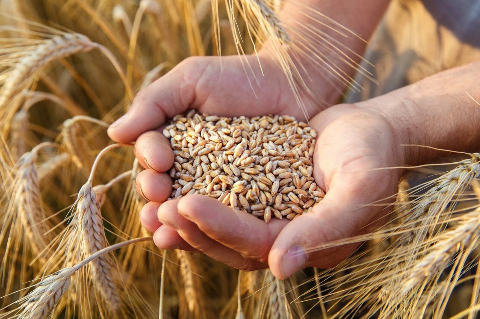 Путин: в этом году ожидается рекордный за всю историю страны урожай зерна