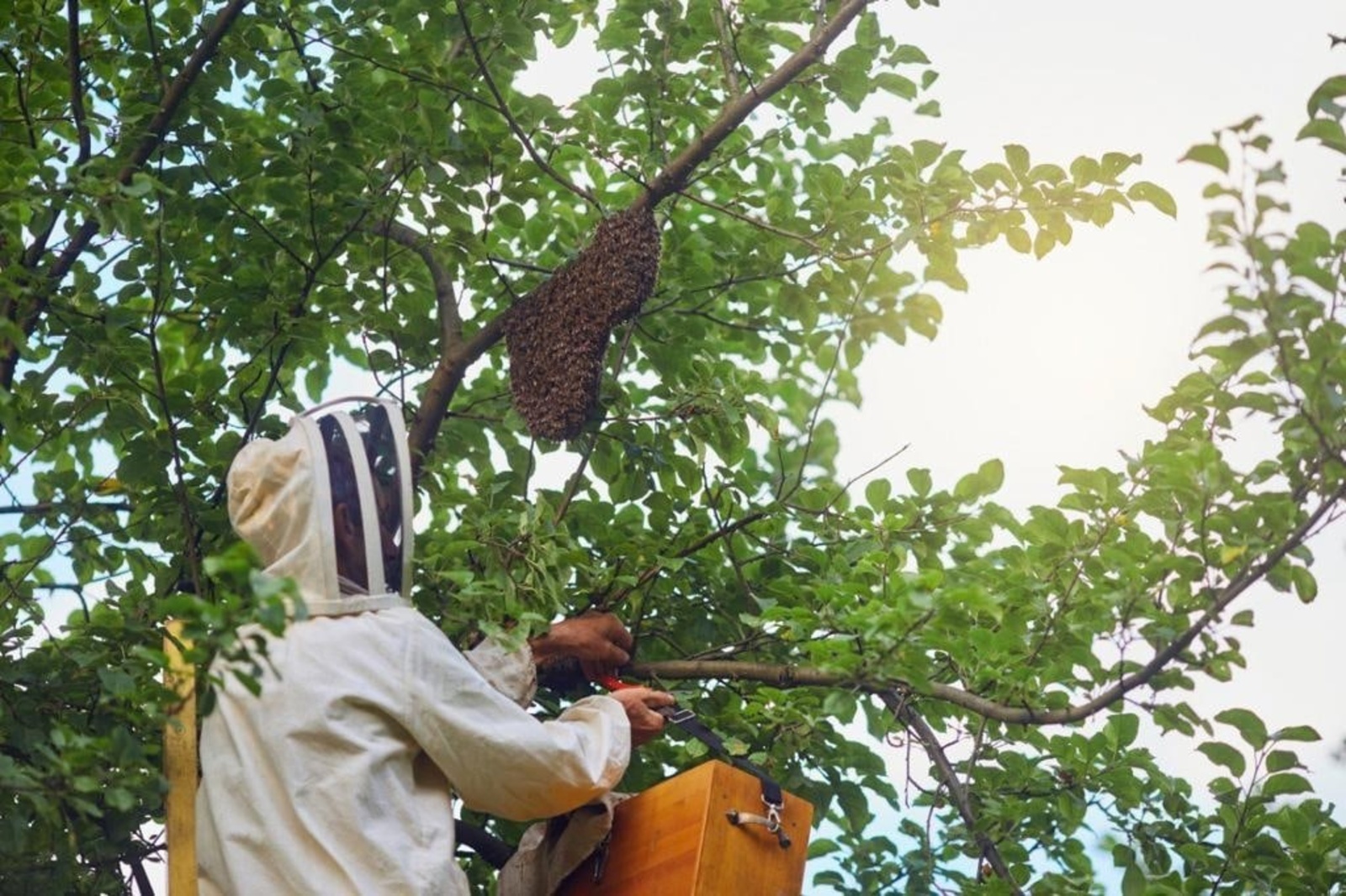 Башкирия - единственное место на Земле, где бортевое пчеловодство сохранилось как промысел в первозданном виде