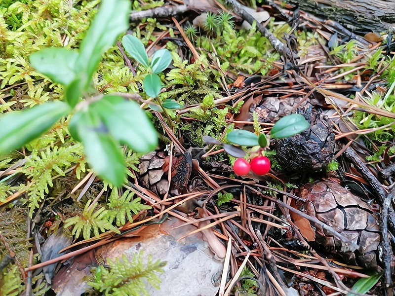 автор  Северная ягода клюква