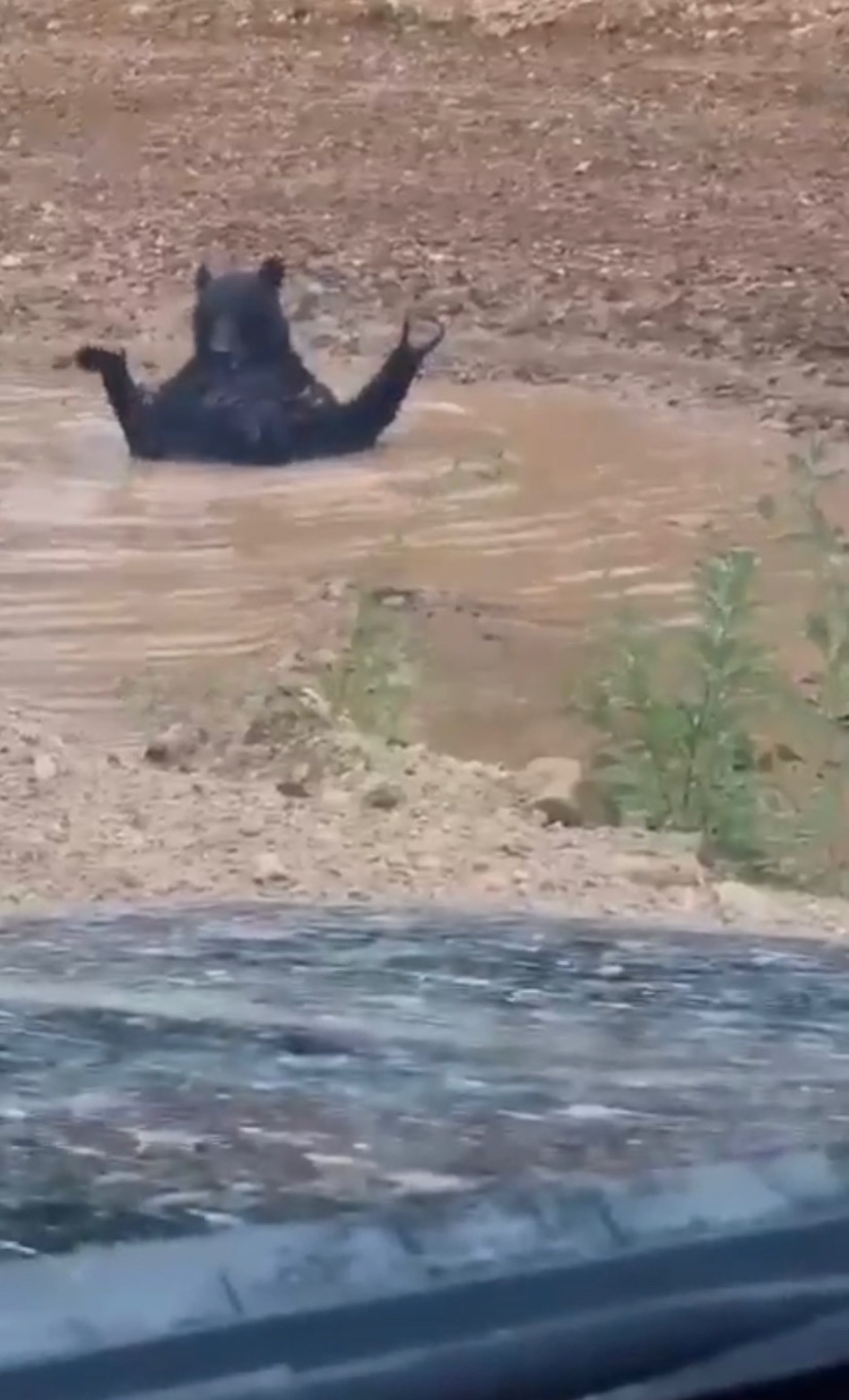 скриншот видео