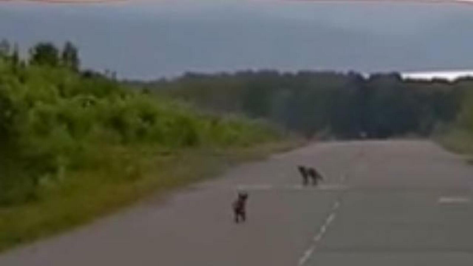 скриншот с видео