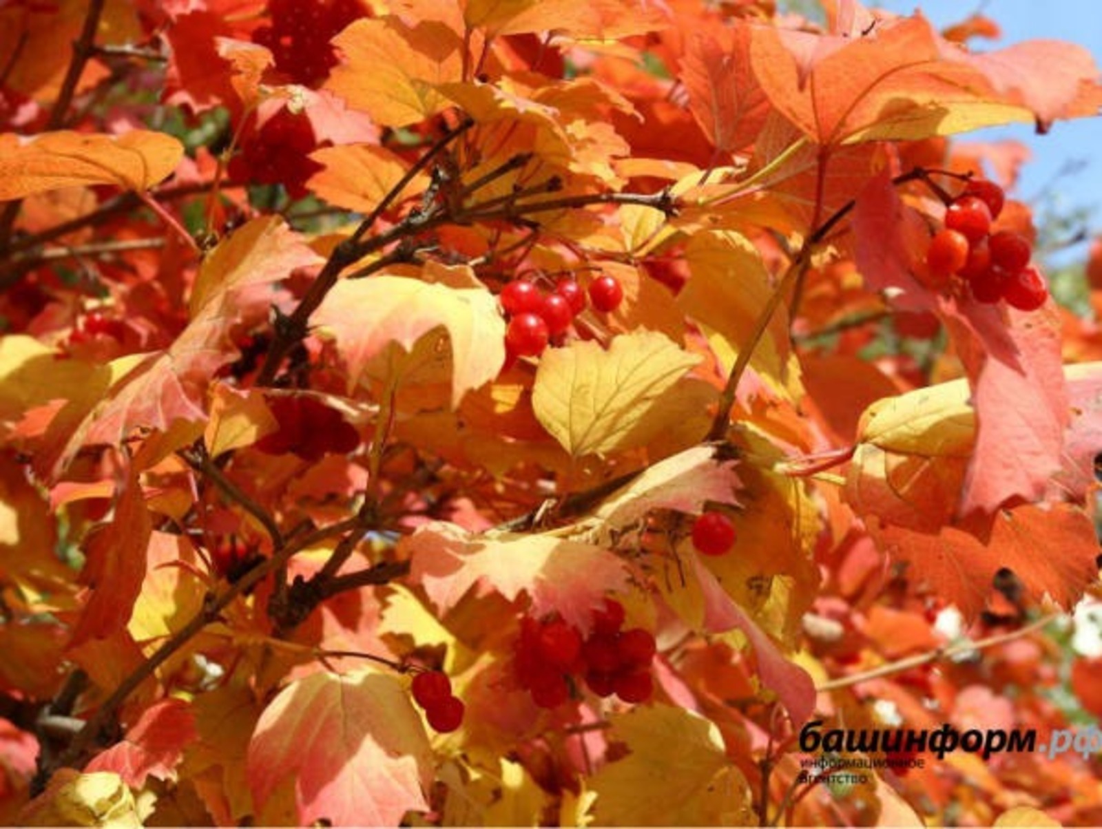 Валерий Шахов