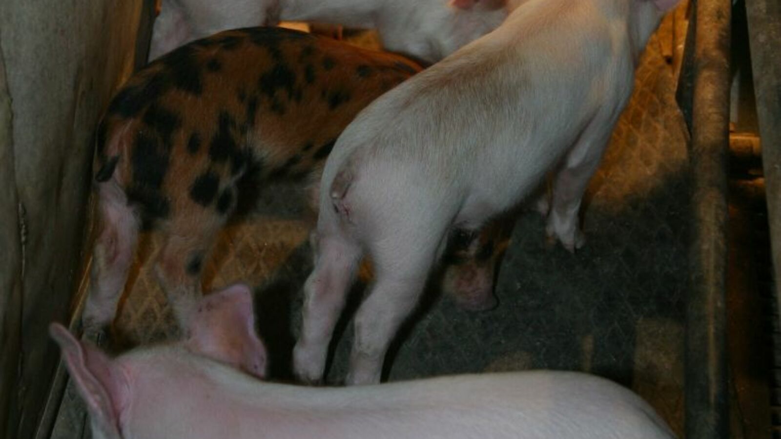 Андрей Старостин