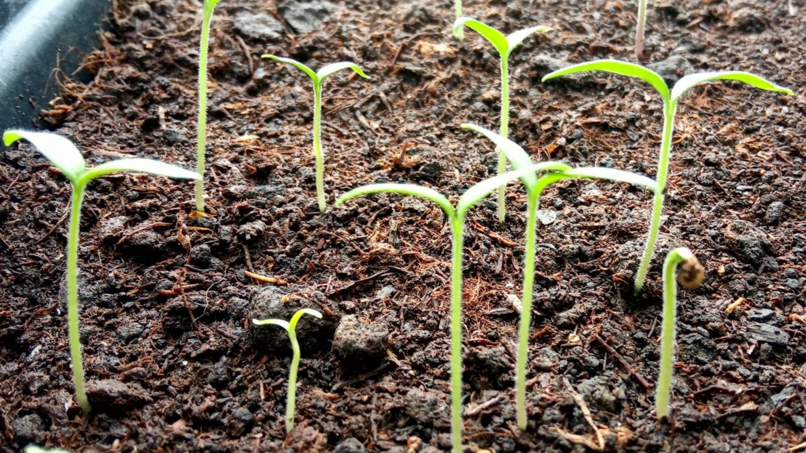 Валерий Шахов