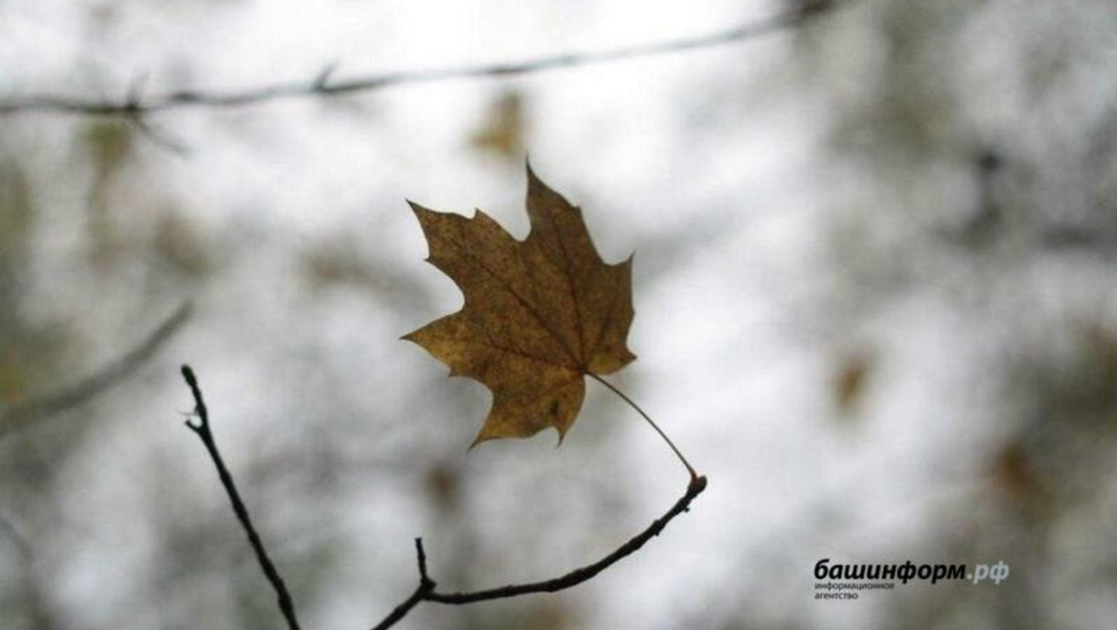 «Башинформ» мәғлүмәт агентлығы архивы