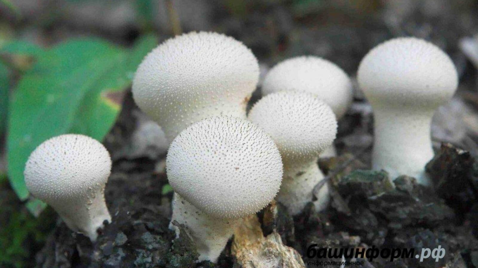 Андрей Старостин