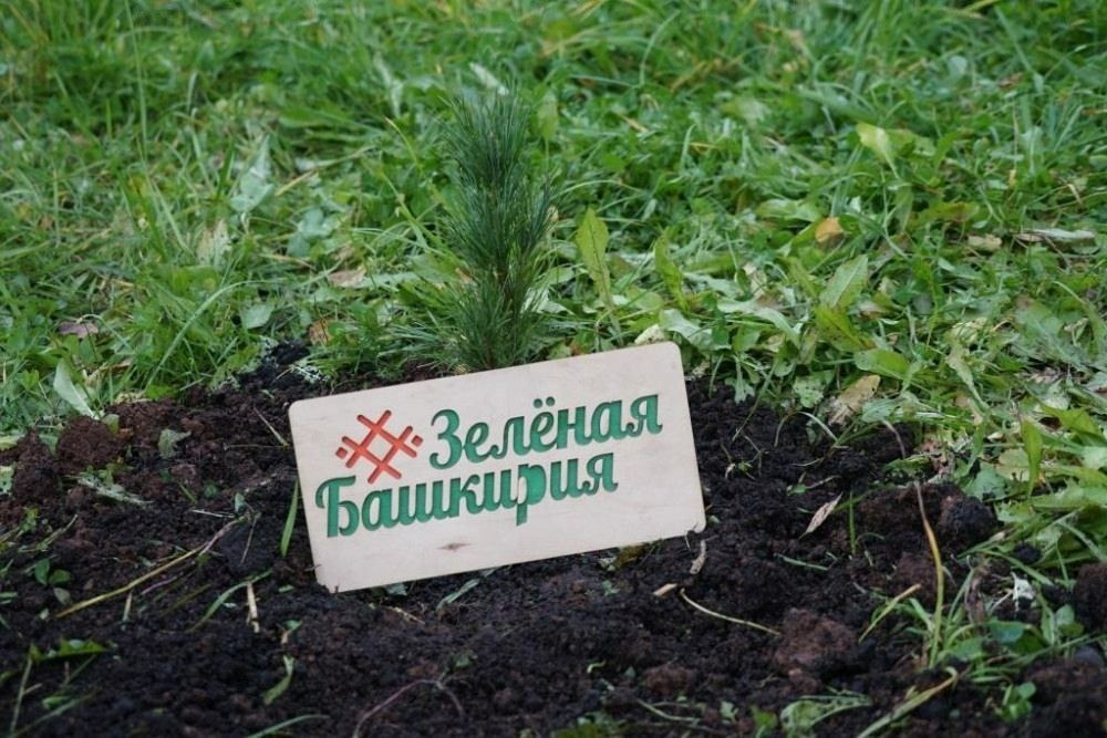 В Башкирии за день посадят 4 тысячи крупномеров и 40 тысяч саженцев