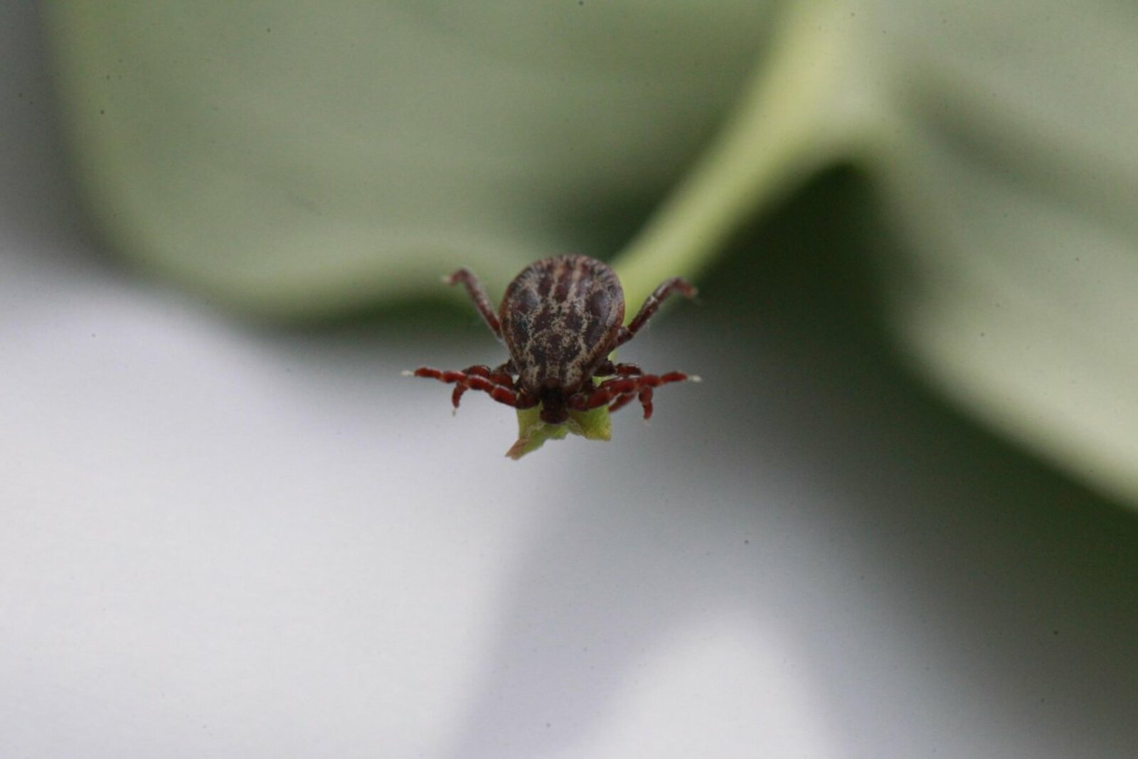 ИА «Башинформ», открытые источники