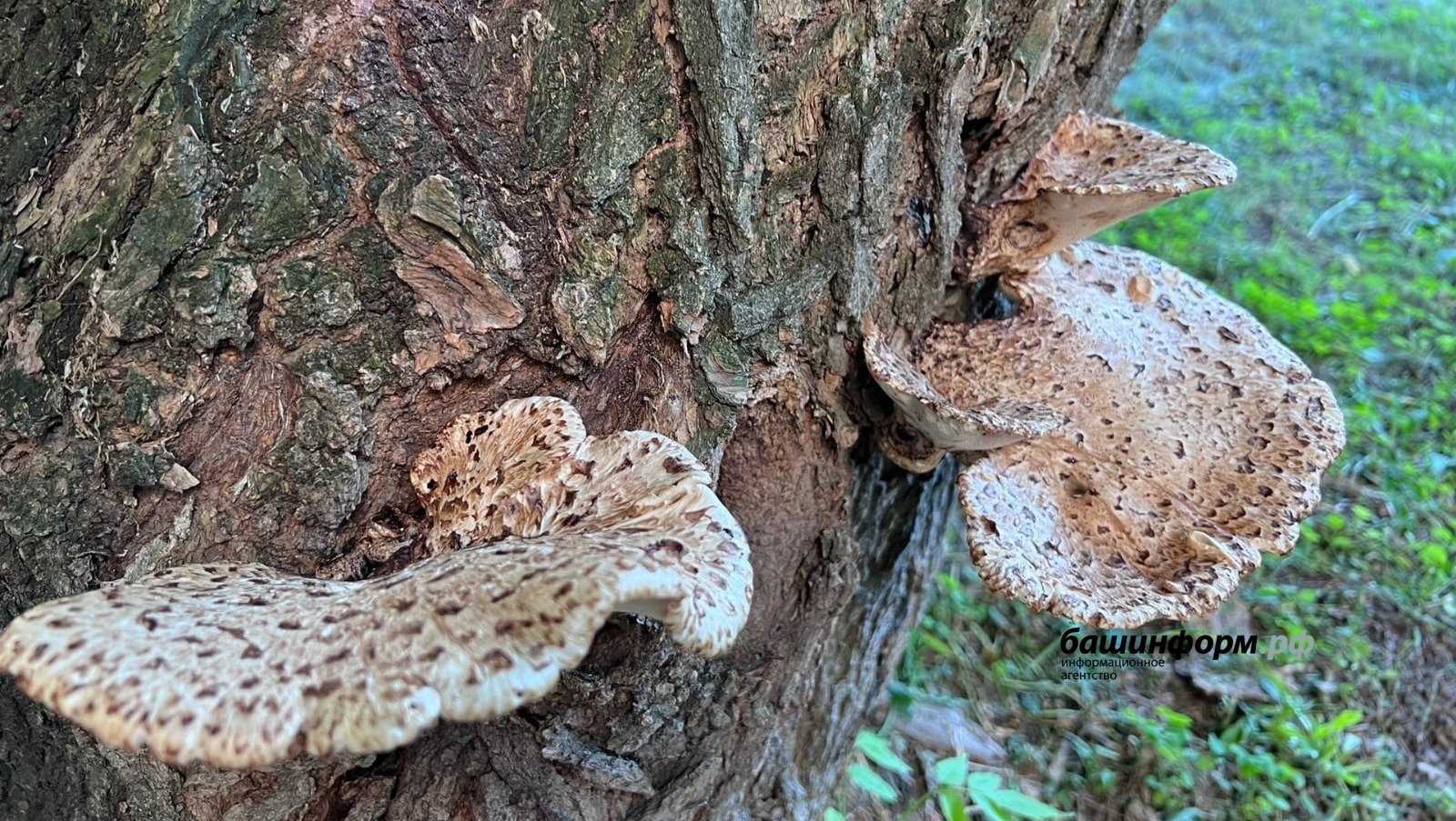 Ксения Калинина