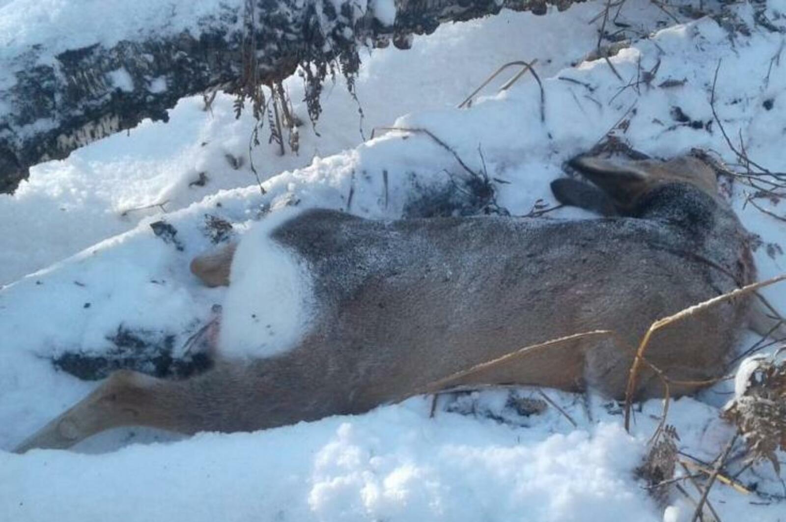 hunting.ru