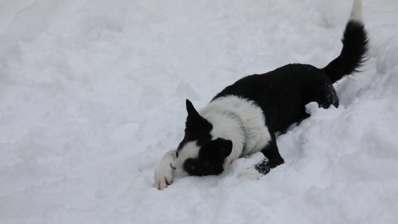Валерий Шахов