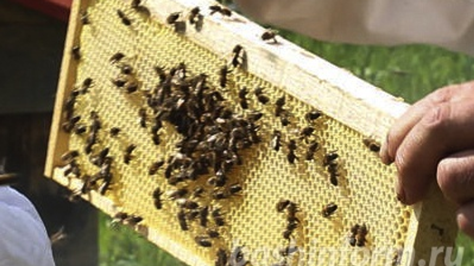 Олег Яровиков