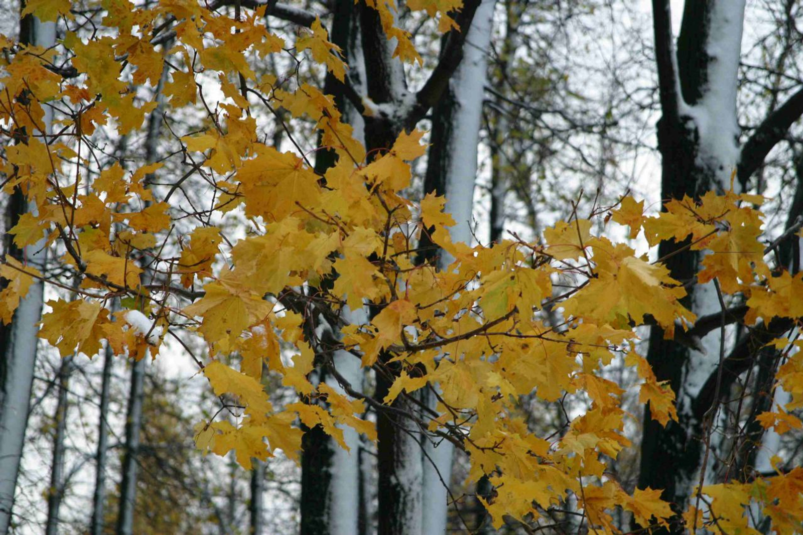Андрей Старостин