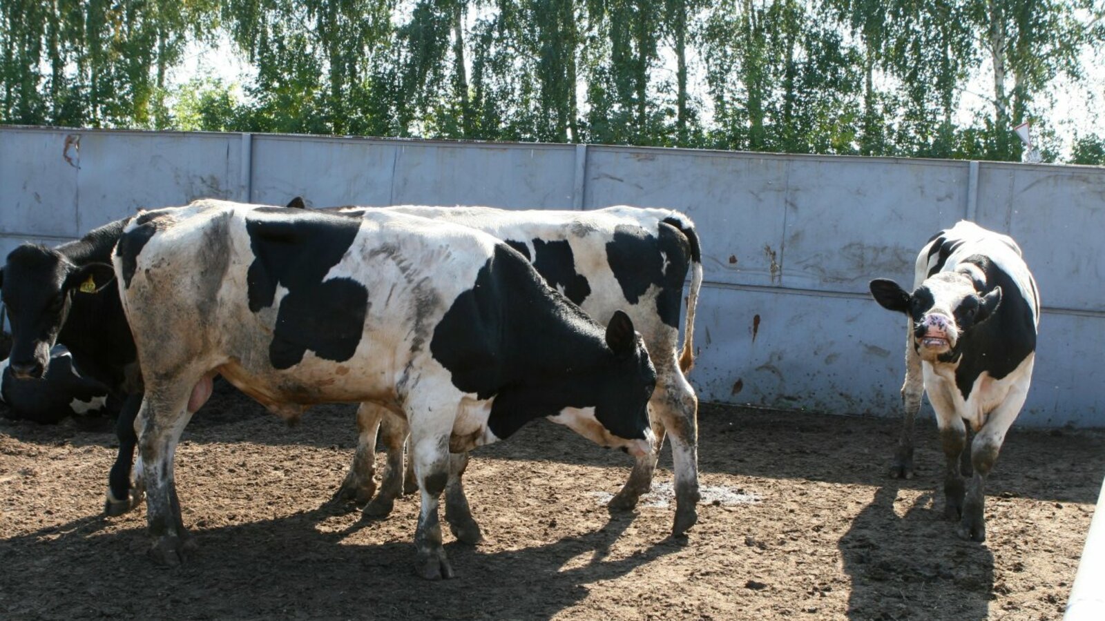 Андрей Старостин