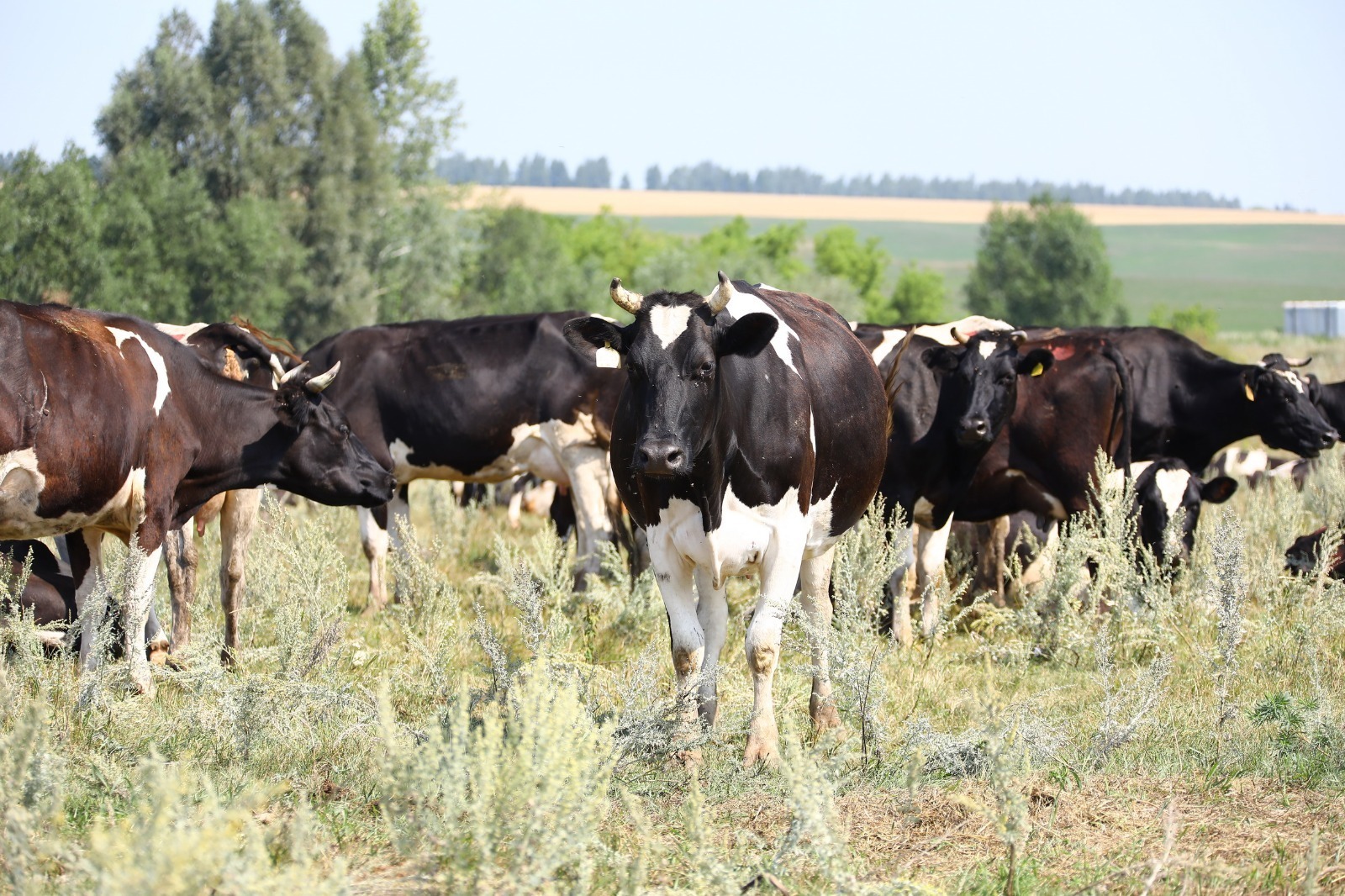 Валерий Шахов