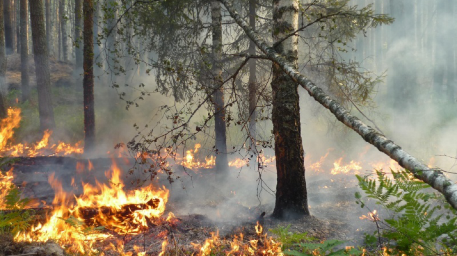 Госкомитет РБ по ЧС