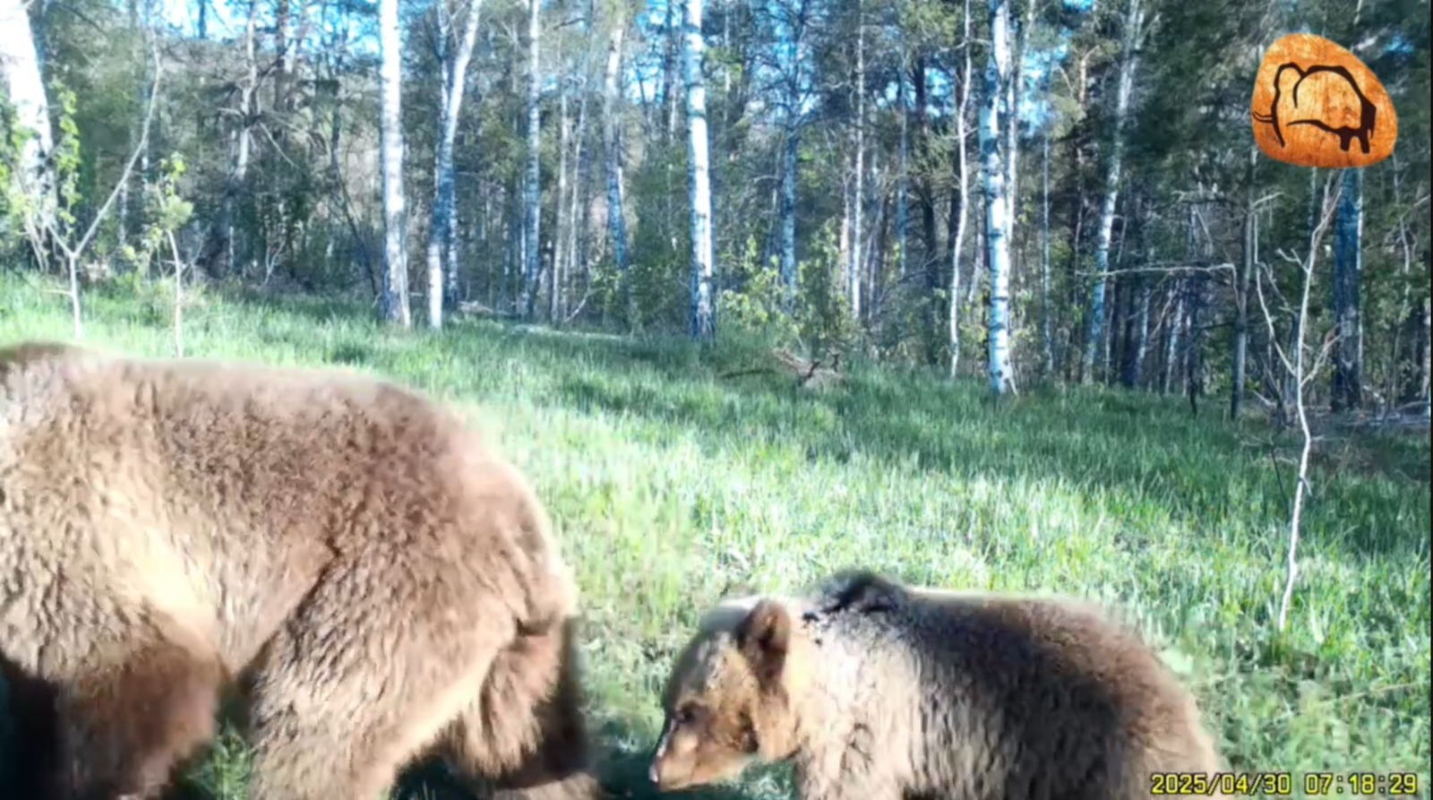 скрин видео