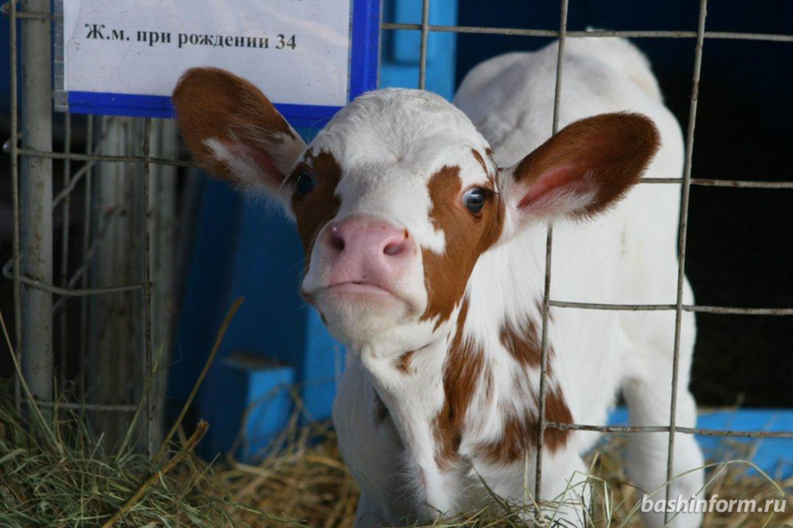 Андрей Старостин