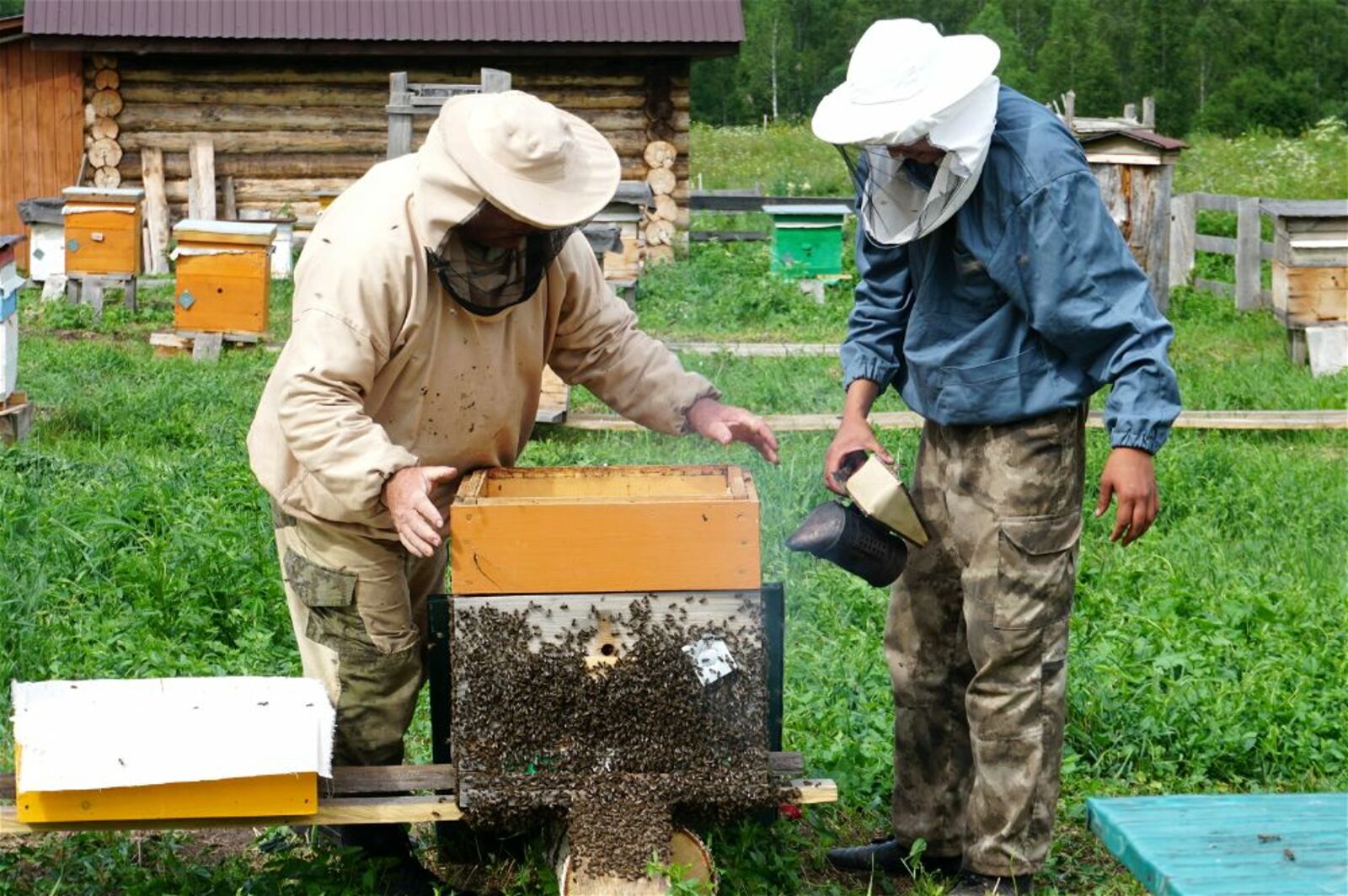 Пчеловодов в Башкортостане поддержали грантами