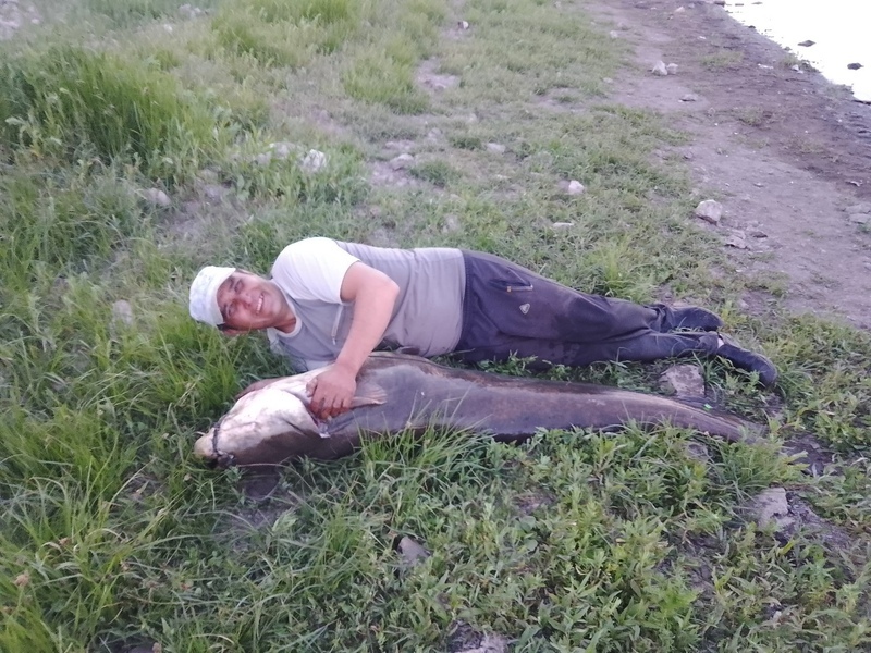 Житель Башкирии поймал 50-килограммового сома длиной в два метра