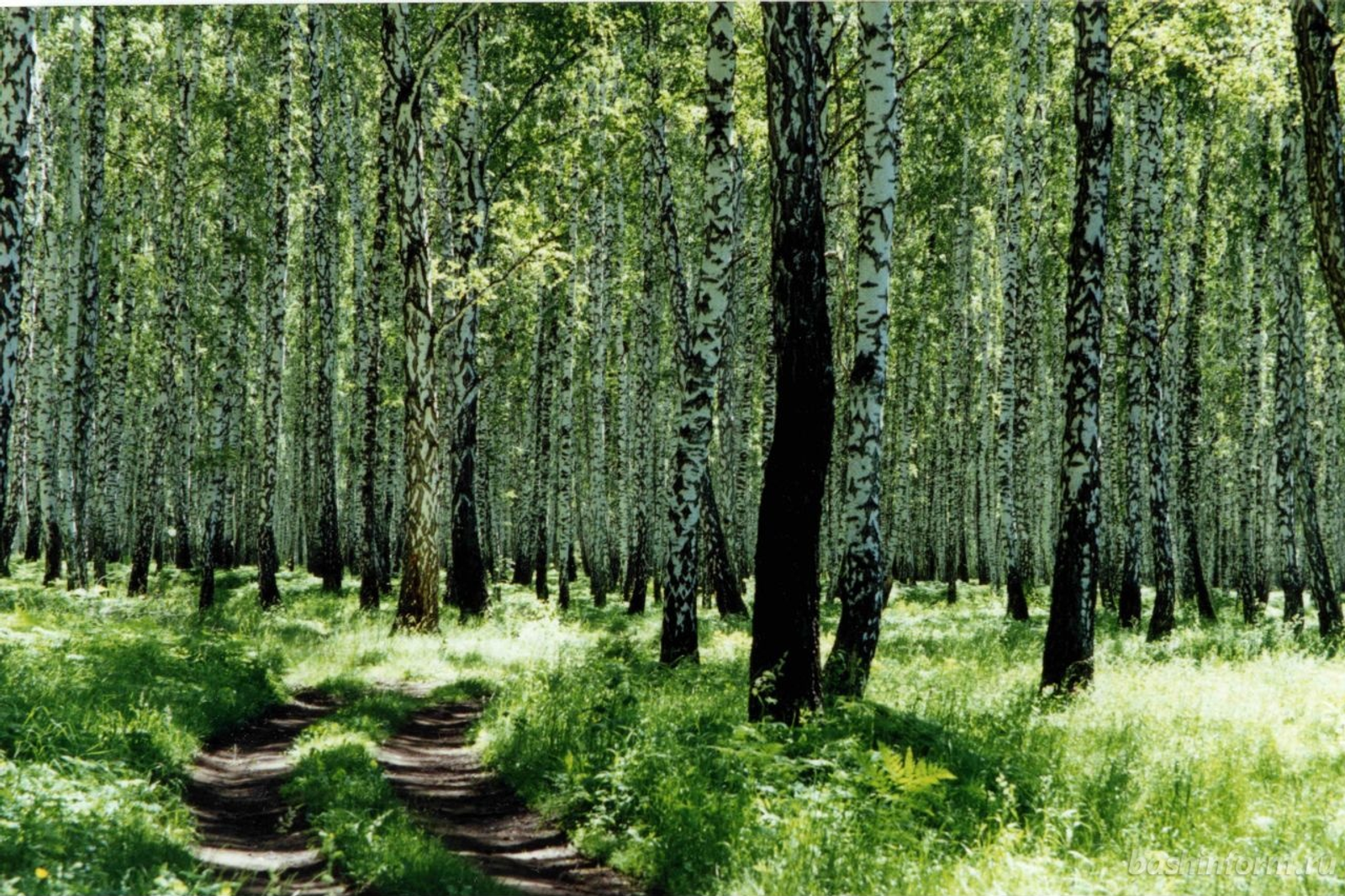 Андрей Старостин