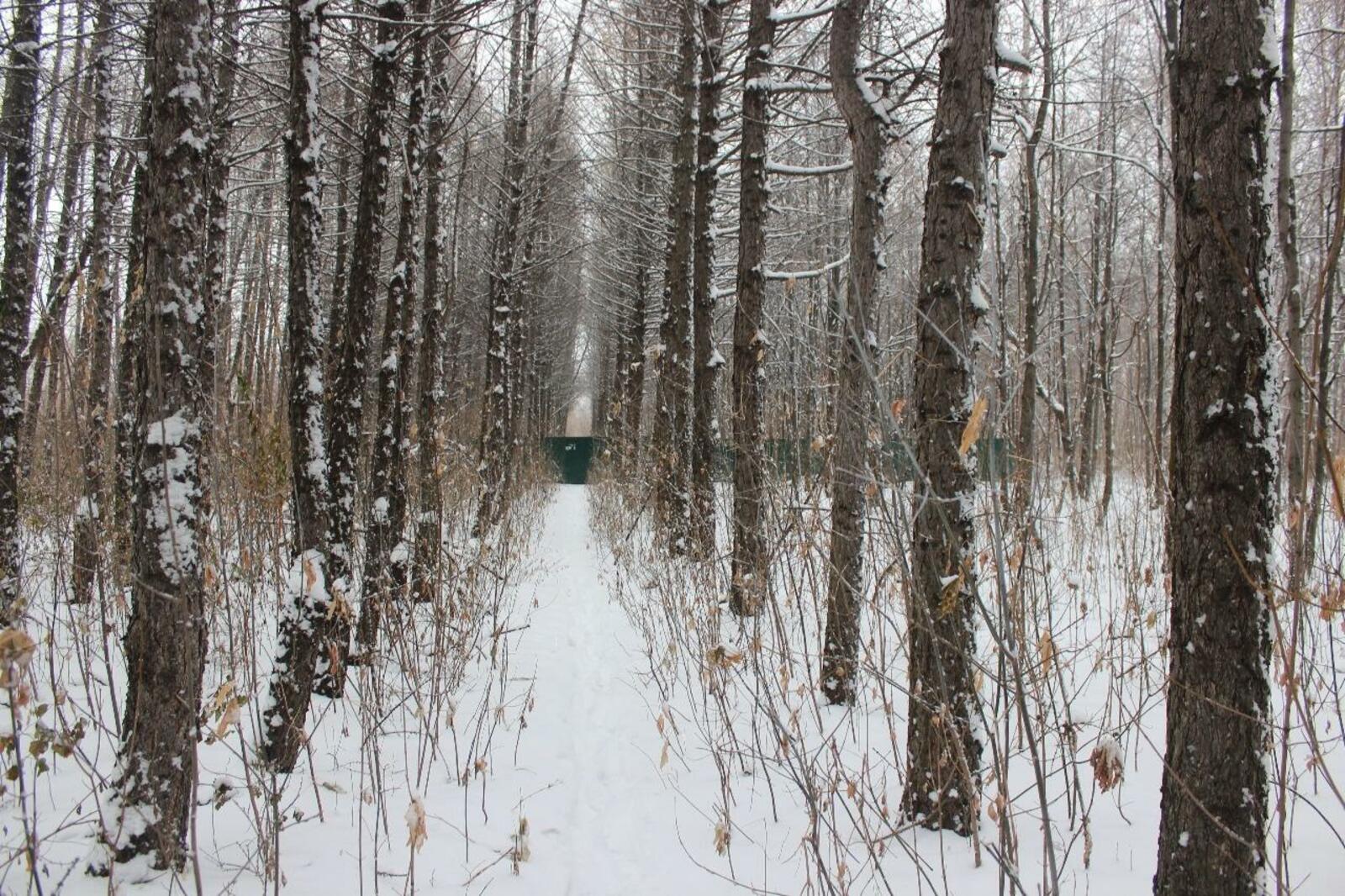 Наталья Шумаева