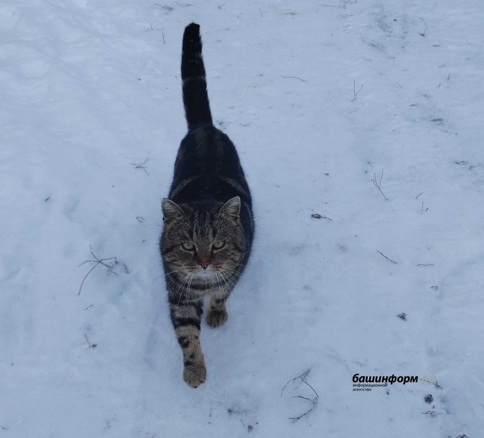 Альфия Аглиуллина архив ИА «Башинформ»