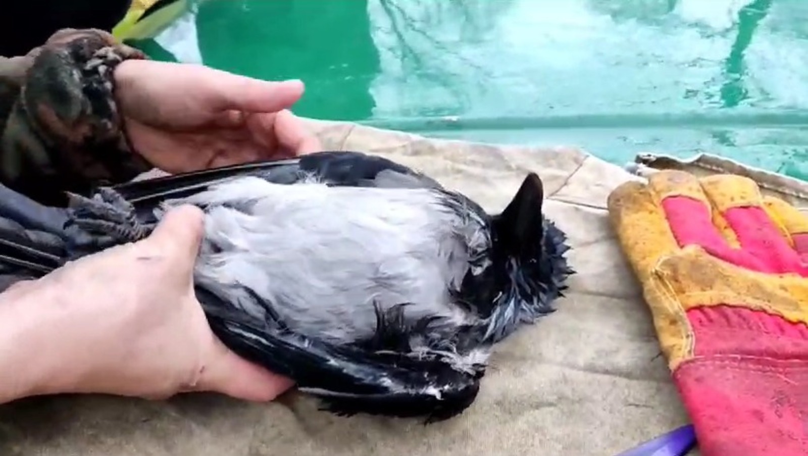 скриншот видео