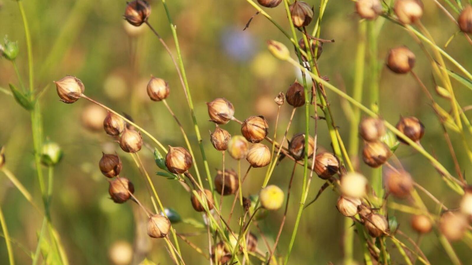 БашНИИ сельского хозяйства