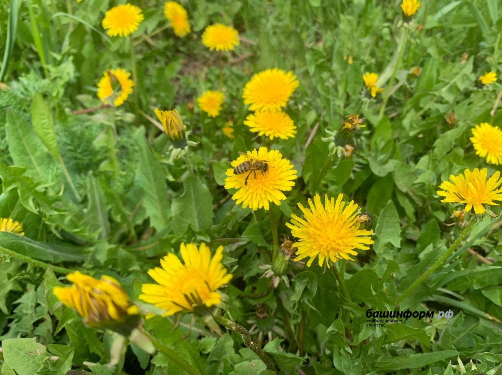 Галина Бахшиева