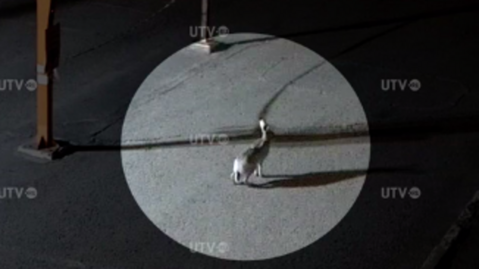 Скриншот видео