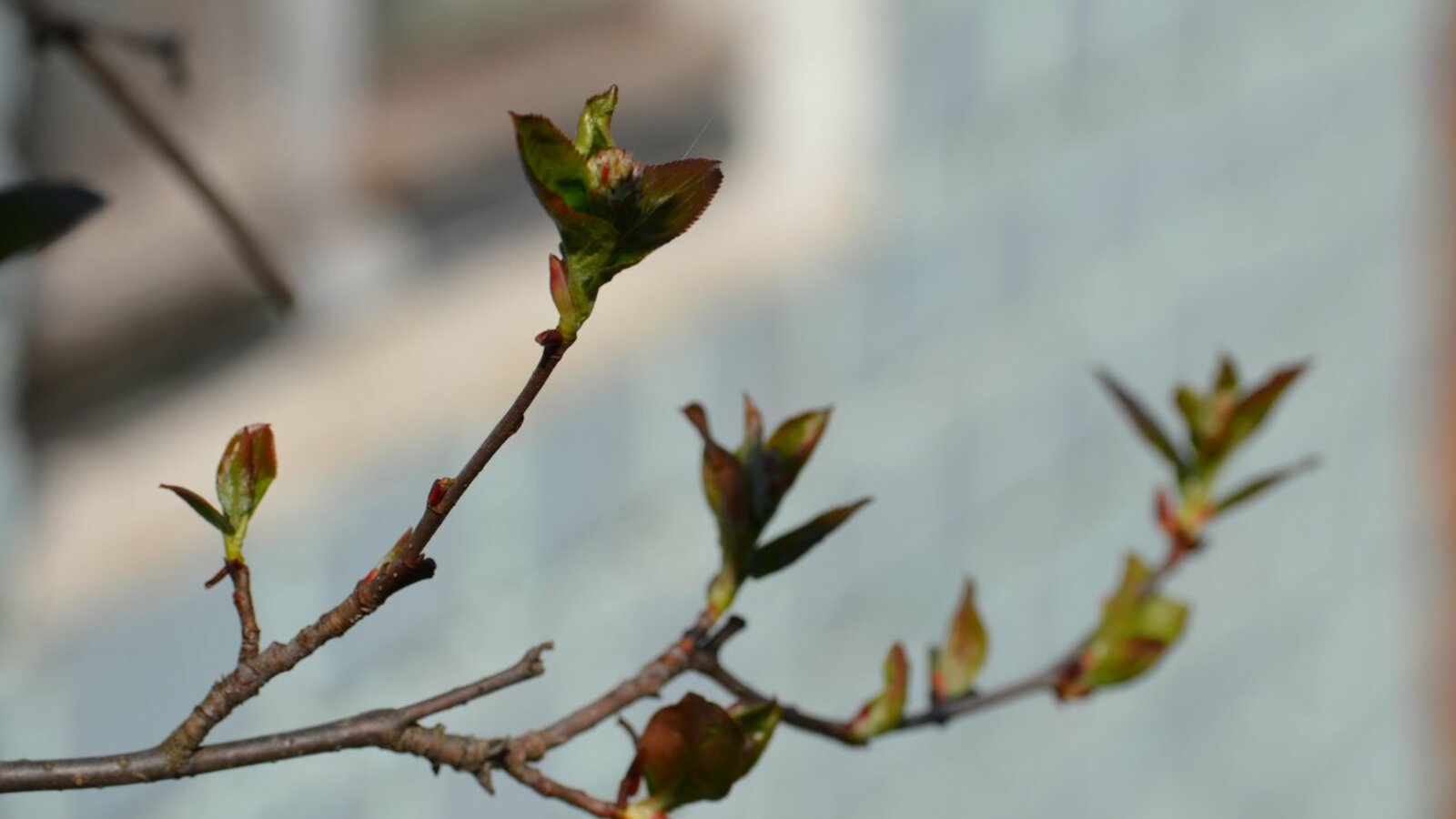 Ксения Калинина