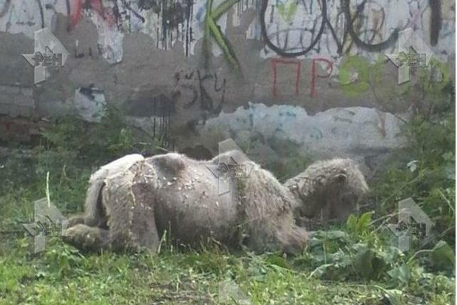Рен ТВ