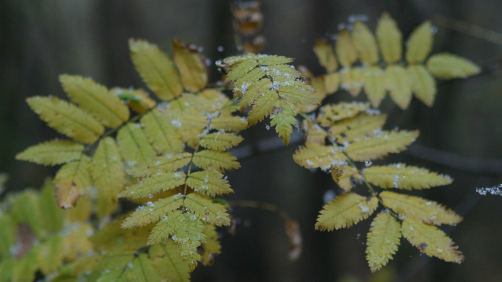 ИА «Башинформ»