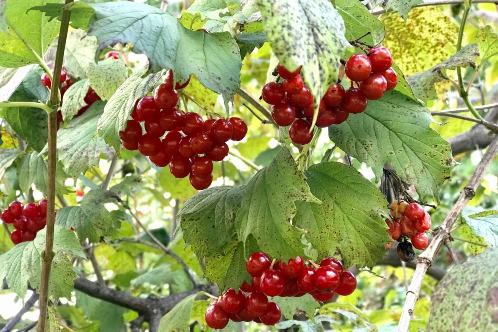Ксения Калинина