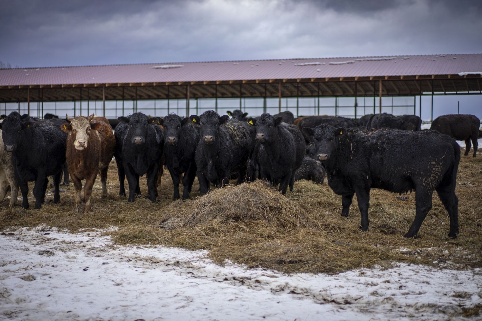 пресс-служба  минсельхоз Башкирии