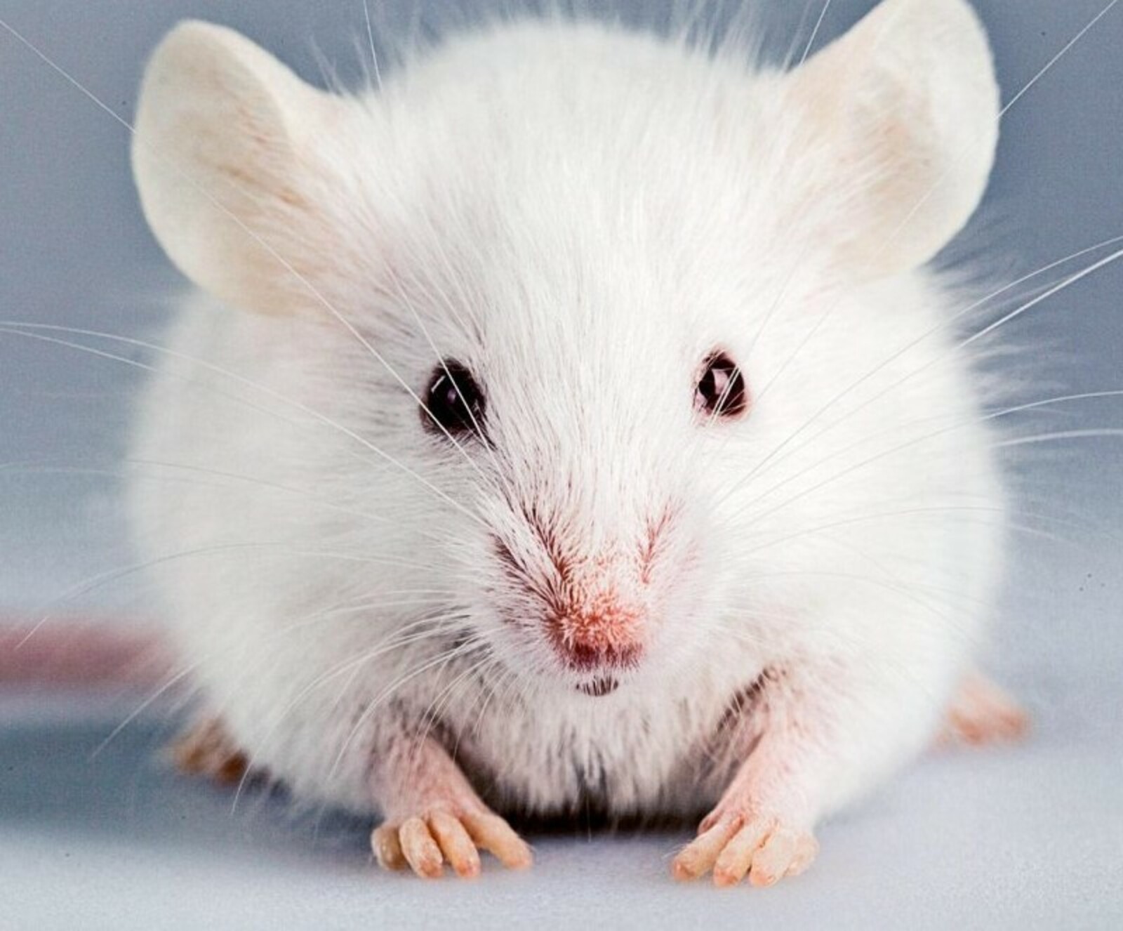В Башкирии руководитель научного предприятия купил заражённых оспой лабораторных мышей