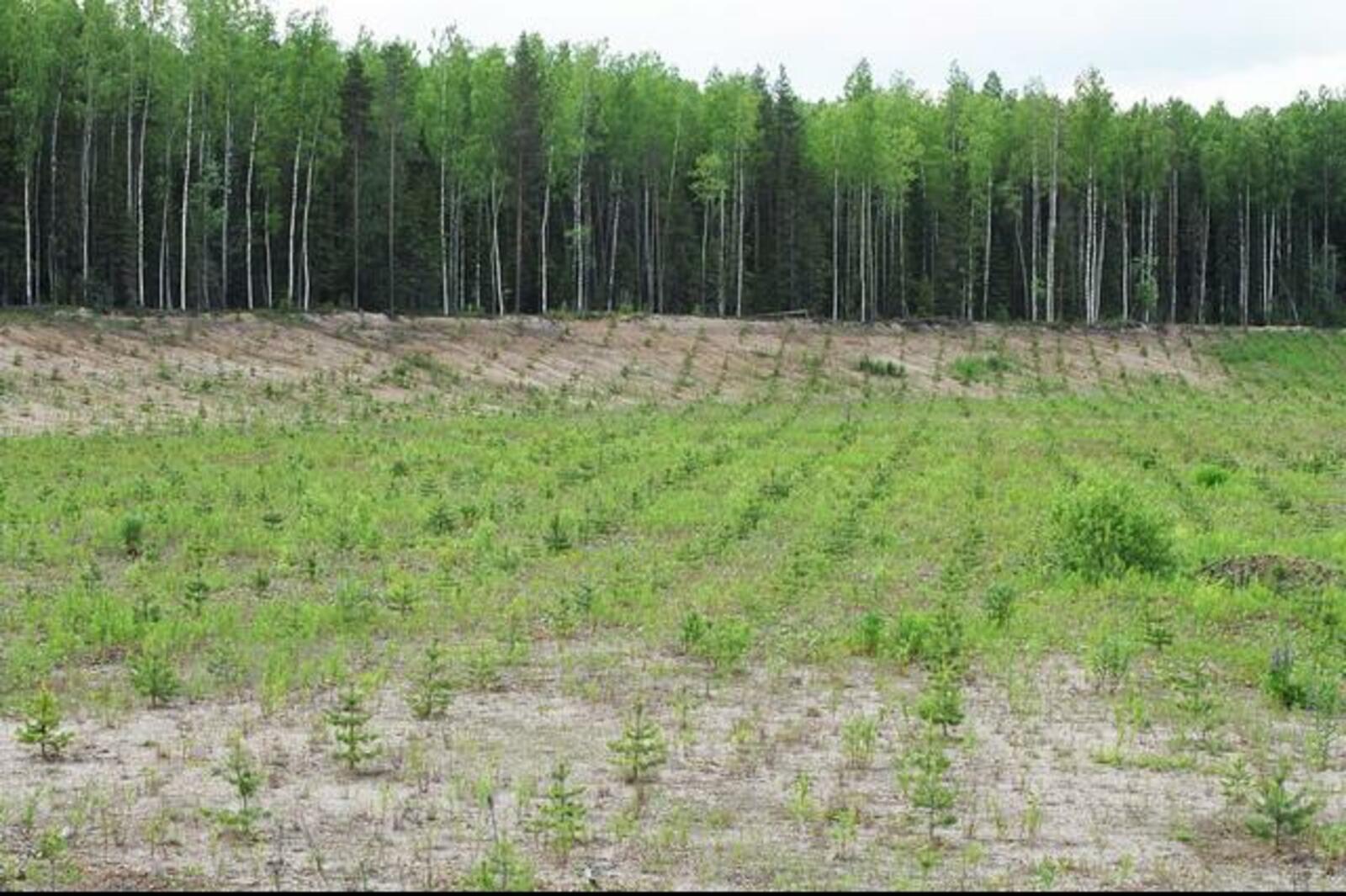 http://forestforum.ru/